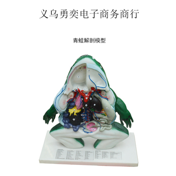 青蛙模型解剖教學儀器 提升生物課堂互動性與教學效果