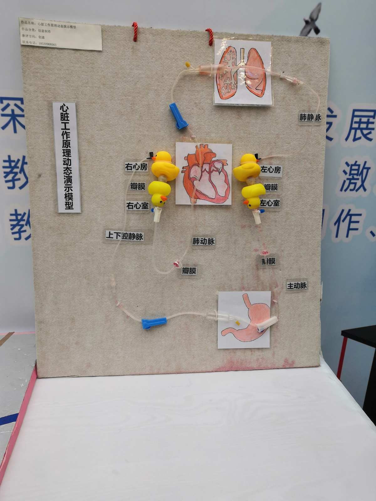 自制教具齊爭彩，科技創新領未來 教學模型與教具銷售新風尚